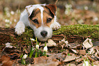 liegender Jack Russell Terrier