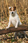 Jack Russell Terrier