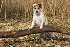 Jack Russell Terrier