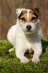 liegender Jack Russell Terrier