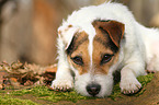 liegender Jack Russell Terrier
