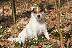 sitzender Jack Russell Terrier