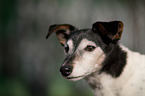 Jack Russell Terrier Portrait