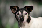 Jack Russell Terrier Portrait