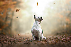 sitzender Jack Russell Terrier
