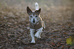 rennender Jack Russell Terrier