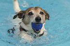 schwimmender Jack Russell Terrier