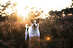 stehender Jack Russell Terrier