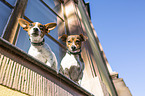 Jack Russell Terrier am Fenster