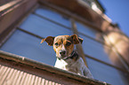 Jack Russell Terrier am Fenster