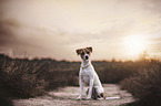 sitzender Jack Russell Terrier