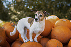 stehender Jack Russell Terrier