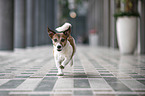 rennender Jack Russell Terrier