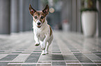 rennender Jack Russell Terrier