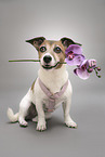sitzender Jack Russell Terrier