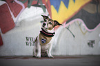sitzender Jack Russell Terrier