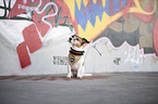 sitzender Jack Russell Terrier