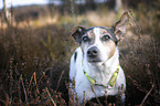 Jack Russell Terrier