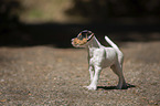 stehender Jack Russell Terrier Welpe