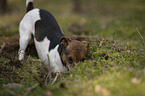 Jack Russell Terrier