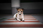 liegender Jack Russell Terrier