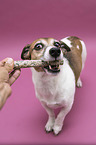 Mensch mit Jack Russell Terrier