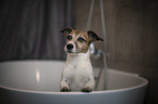 Jack Russell Terrier in der Badewanne