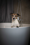 Jack Russell Terrier in der Badewanne