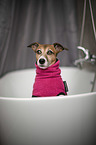 Jack Russell Terrier in der Badewanne