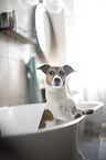 Jack Russell Terrier in der Badewanne
