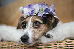 Jack Russell Terrier