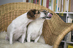 sitzende Jack Russell Terrier