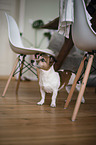 stehender Jack Russell Terrier