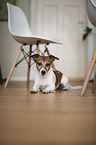 liegender Jack Russell Terrier