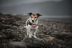 stehender Jack Russell Terrier