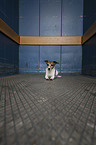 liegender Jack Russell Terrier