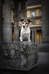 sitzender Jack Russell Terrier