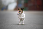 stehender Jack Russell Terrier