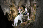 stehender Jack Russell Terrier