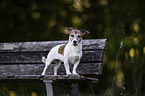 stehender Jack Russell Terrier