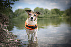 stehender Jack Russell Terrier