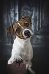 sitzender Jack Russell Terrier