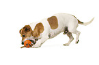 Jack Russell Terrier vor weiem Hintergrund