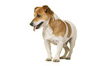 Jack Russell Terrier vor weiem Hintergrund