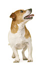 Jack Russell Terrier vor weiem Hintergrund