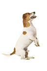 Jack Russell Terrier vor weiem Hintergrund