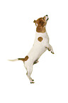 Jack Russell Terrier vor weißem Hintergrund