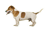 Jack Russell Terrier vor weiem Hintergrund