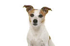 Jack Russell Terrier vor weiem Hintergrund