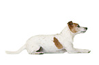 Jack Russell Terrier vor weiem Hintergrund